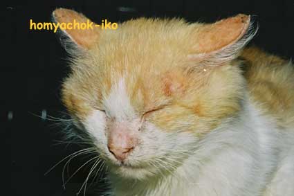 Кошка, пораженная микроспорией