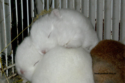 Спящие крольчата