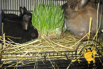 кролики поедают травку